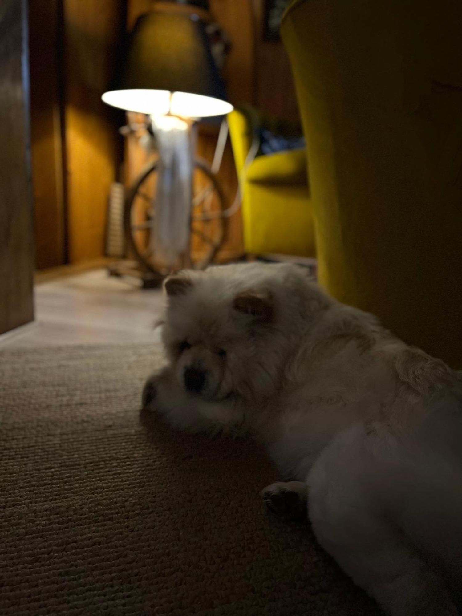 Marina Zakopane Bed & Breakfast エクステリア 写真